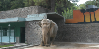 Bir dönem İzmir’in simgeleri arasında yer alan Fil Pak Bahadır, birleştirilecek iskeletiyle müzede sergilenecek