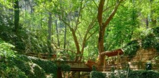 Kazdağları Ekofest 2023 Festivali 21 Haziran’da başlıyor.