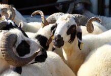 KURBAN ALIMI, KESİMİ İLE İLGİLİ BİR DOLU BİLGİ; 71 MİLYAR LİRALIK BİR EKONOMİK FAALİYET