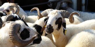 KURBAN ALIMI, KESİMİ İLE İLGİLİ BİR DOLU BİLGİ; 71 MİLYAR LİRALIK BİR EKONOMİK FAALİYET