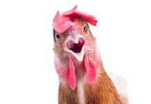 İLK ISIRIKLARDAN İZLENİMLER; LABO-TAVUK TADIM TESTİ