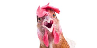 İLK ISIRIKLARDAN İZLENİMLER; LABO-TAVUK TADIM TESTİ