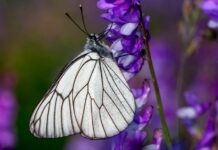 ‘Kelebek Etkisi’ bu kez kendine yaradı: 100 yıl önce soyu tükendiği belirlenen kelebek geri geldi