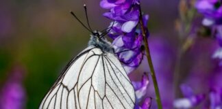 ‘Kelebek Etkisi’ bu kez kendine yaradı: 100 yıl önce soyu tükendiği belirlenen kelebek geri geldi