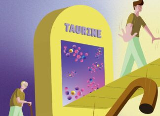 Bu o “Yaşam iksiri” mi… Taurinin, bazı hayvanlarda yaşamı uzattığı ve sağlığı iyileştirdiği belirtildi.
