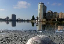 ABD’nin güney sahillerinde on binlerce ölü balık kıyıya vurdu