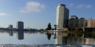 ABD’nin güney sahillerinde on binlerce ölü balık kıyıya vurdu