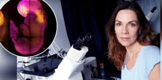 Çığır açan ilerleme: Döllenmeye ihtiyaç duymadan sentetik insan embriyoları üretildi!