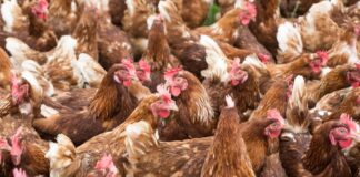 Kuş gribi virüsünün insanlara geçmesini önleyen gen insanın kendisindeymiş !