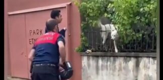 📽️ Bütün mahalleyi ve itfaiyeyi ‘kandıran’ numaracı köpek!