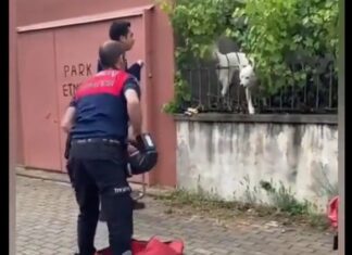 📽️ Bütün mahalleyi ve itfaiyeyi ‘kandıran’ numaracı köpek!