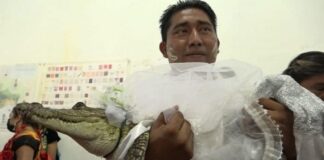 📽️ Belediye başkanı timsahla evlendi: “Birbirimizi seviyoruz”