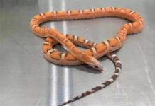 📽️’Tuhaf şekilli’ göğüsleri fark eden memurlar sutyeninin içinde canlı 5 yılan yakaladı