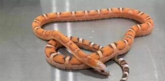 📽️’Tuhaf şekilli’ göğüsleri fark eden memurlar sutyeninin içinde canlı 5 yılan yakaladı