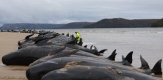İskoçya’da 50’yi aşkın pilot balina karaya vurarak öldü