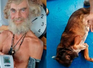 📽️Castaway ve aylarca denizde başıboş halde hayatta kalan köpeği karaya geri döndü