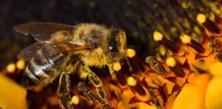 Trajedi; Brezilya’da 100 milyondan fazla arı katledildi!