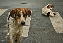 İstanbul Valiliği,sokak köpeklerinin kısırlaştırılmak amacıyla toplatılacağını duyurdu.
