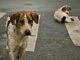 İstanbul Valiliği,sokak köpeklerinin kısırlaştırılmak amacıyla toplatılacağını duyurdu.
