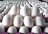 Tayvan’ın Türkiye’den aldığı yumurtalarda yasaklı antibiyotik madde bulundu