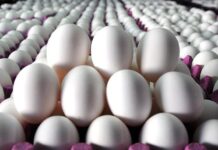 Tayvan’ın Türkiye’den aldığı yumurtalarda yasaklı antibiyotik madde bulundu