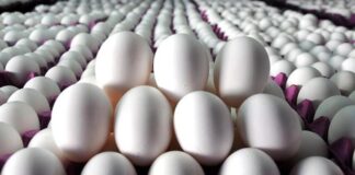 Tayvan’ın Türkiye’den aldığı yumurtalarda yasaklı antibiyotik madde bulundu