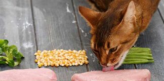 Kedilere çiğ tavuk vermeyin!