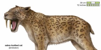 2 yeni kılıç dişli kedi türü ortaya çıkarıldı; yeni bir kedi soy ağacı oluşturuldu.