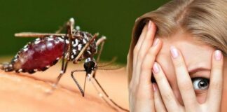 İnsanlara sivrisinekler aracılığıyla bulaşan Dang humması virüsünde 8 kat artış görüldüğü bildirdi