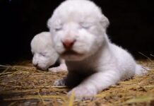 Kırım’da bir safari parkında iki nadir beyaz aslan yavrusu dünyaya geldi.