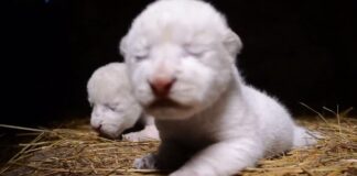 Kırım’da bir safari parkında iki nadir beyaz aslan yavrusu dünyaya geldi.