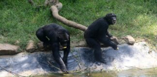 Pancho ve Chita… Kolombiya’da 2 şempanze neden öldürüldü! Neyin bedelini ödediler ?