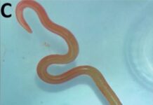 İNSAN BEYNİNDE CANLI, “MUTLU” BİR KURT!