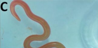 İNSAN BEYNİNDE CANLI, “MUTLU” BİR KURT!