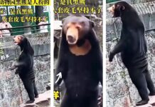 📽️ “Hangzhou hayvanat bahçesindeki ayı, kostüm giymiş insan” iddiası sosyal medyanın diline düştü
