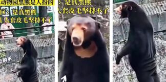 📽️ “Hangzhou hayvanat bahçesindeki ayı, kostüm giymiş insan” iddiası sosyal medyanın diline düştü