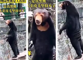 📽️ “Hangzhou hayvanat bahçesindeki ayı, kostüm giymiş insan” iddiası sosyal medyanın diline düştü