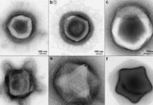 ABD New England topraklarında daha önce hiç görülmemiş dokunaçlar ve yıldız benzeri şekiller içeren nadir uzaylı benzeri virüsler keşfedildi