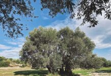 Profesör Ortaylı; “Zeytinlikler hem sizi hem çocuklarınızı hem de vatanı kurtarır”