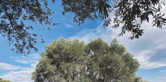 Profesör Ortaylı; “Zeytinlikler hem sizi hem çocuklarınızı hem de vatanı kurtarır”