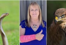 Çimlerini biçen bir kadının üzerine gökten yılan düştü;Devreye giren bir şahin ise ikisine saldırdı!