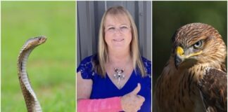 Çimlerini biçen bir kadının üzerine gökten yılan düştü;Devreye giren bir şahin ise ikisine saldırdı!