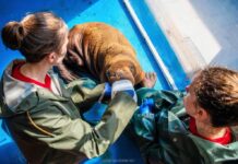 Sürekli kucaklanmaya ihtiyaç duyan deniz aygırı Mors Bebek öldü!