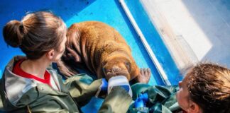 Sürekli kucaklanmaya ihtiyaç duyan deniz aygırı Mors Bebek öldü!