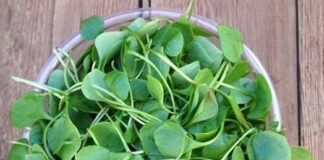 Bilim adamları dünyanın ‘en sağlıklı’ yiyeceklerini ortaya koydu. Birinciliği Su (Çin) Teresi aldı!