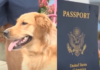📽️Damadın pasaportunu köpek yedi; Düğün suya düştü!