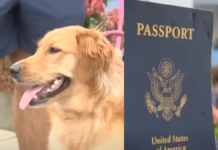 📽️Damadın pasaportunu köpek yedi; Düğün suya düştü!