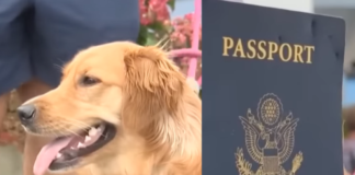 📽️Damadın pasaportunu köpek yedi; Düğün suya düştü!