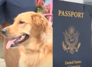 📽️Damadın pasaportunu köpek yedi; Düğün suya düştü!