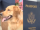📽️Damadın pasaportunu köpek yedi; Düğün suya düştü!